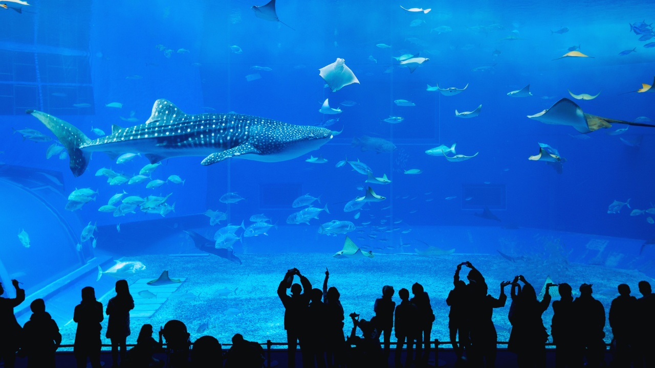 lotte-world-aquarium-whaleshark-rays-fishes