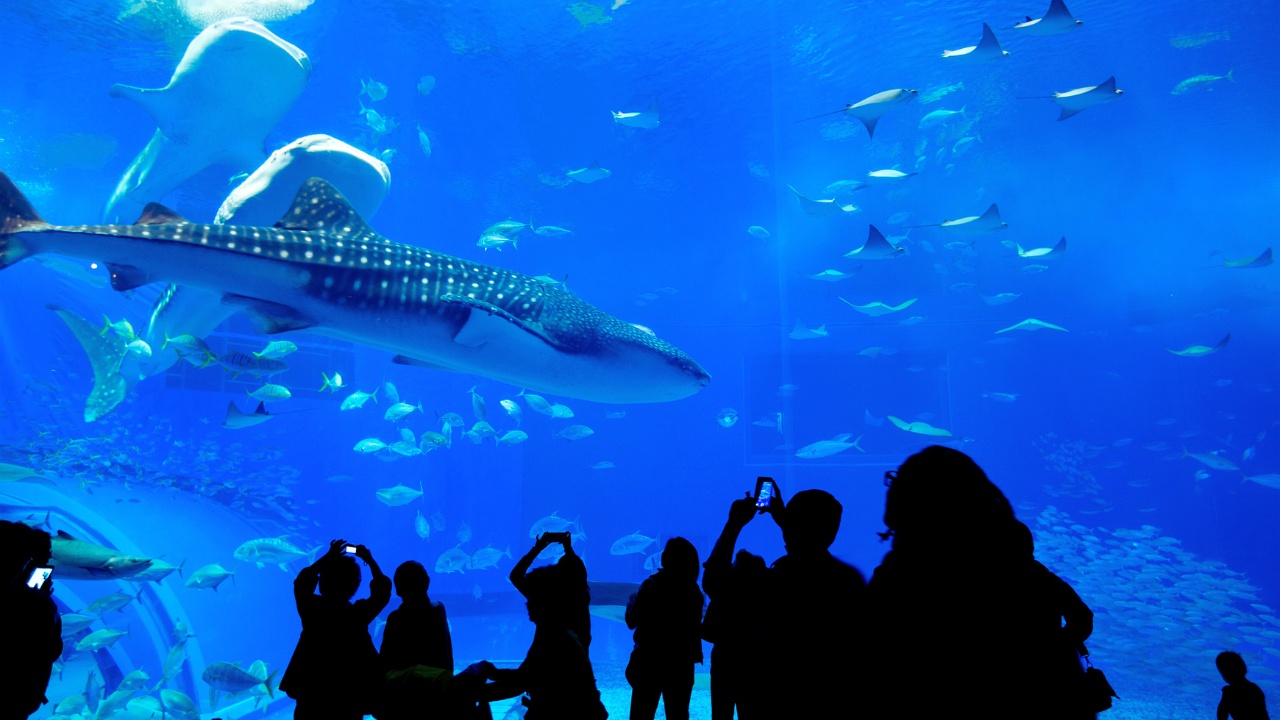 lotte-world-aquarium-whaleshark-rays