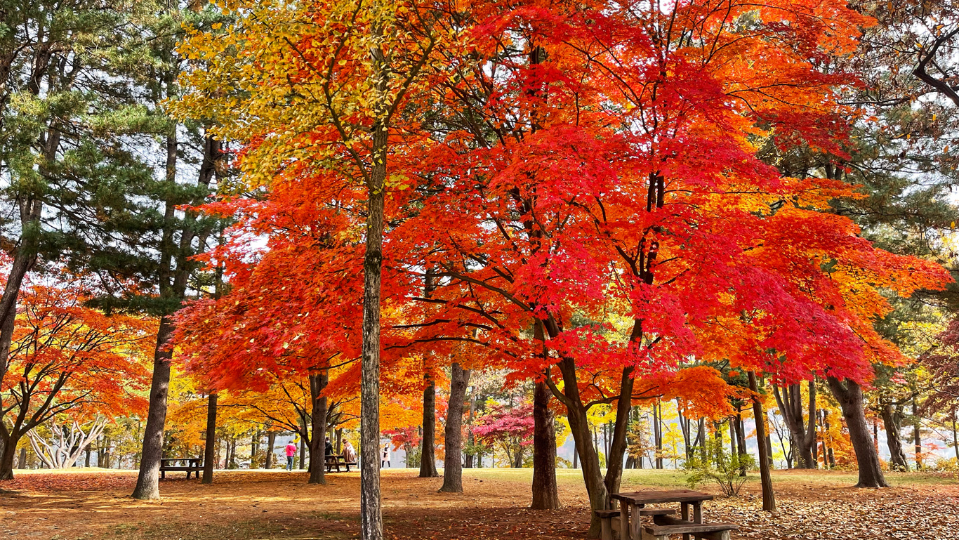 nami-island-maple-trees-autumn