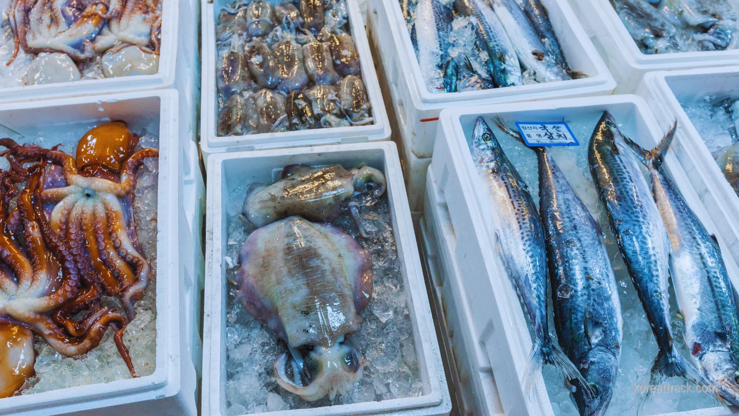 noryangjin-fish-market-fish-squid-octopus
