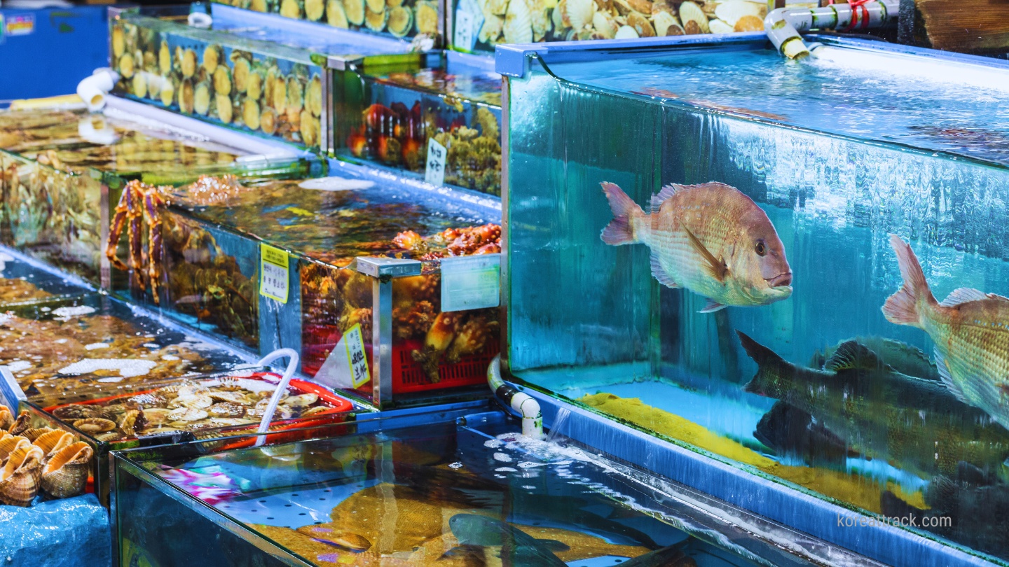 noryangjin-fish-market-seafood-tank-fishtank