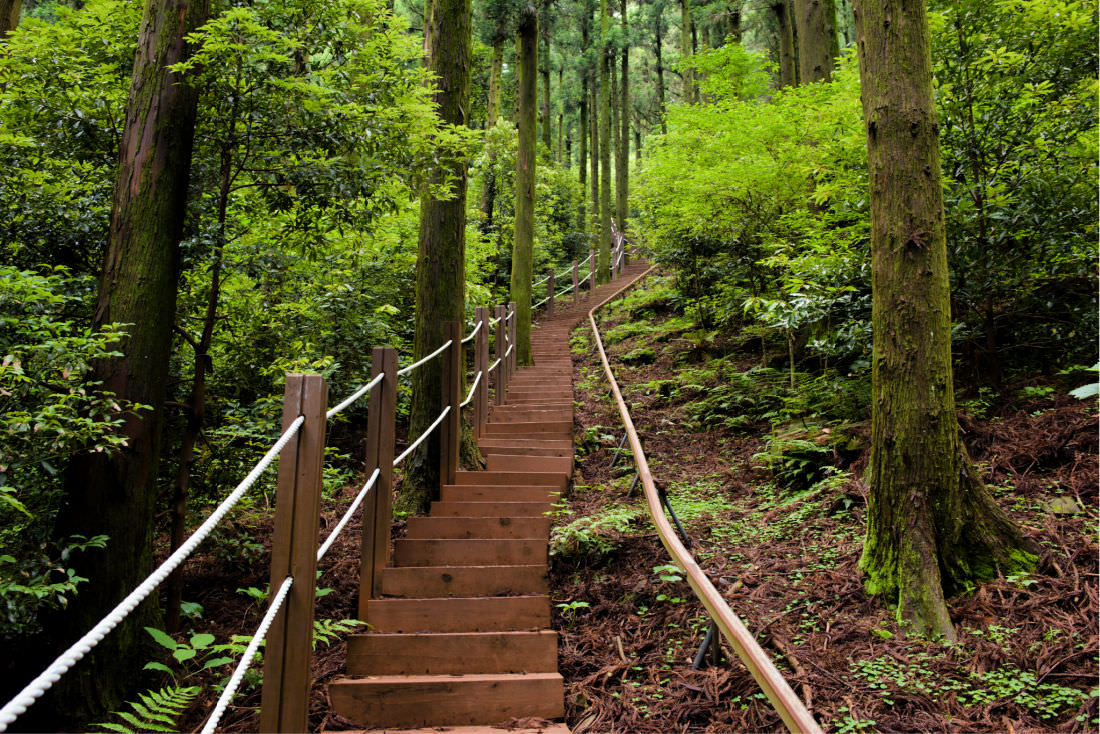 saryeoni-forest-path