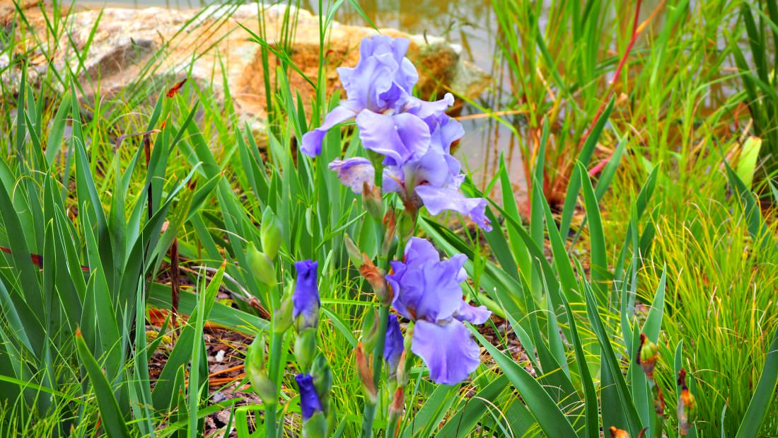 iris-flower