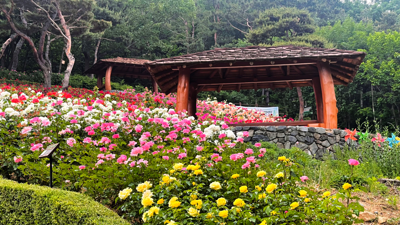 Gyeyang Mountain Rose Garden annually exhibits over 30 varieties of roses. Located by the foot of Gyeyangsan, the garden blankets that side with lovely colors.