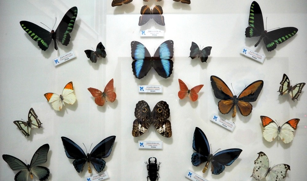 yeosu-butterfly-museum