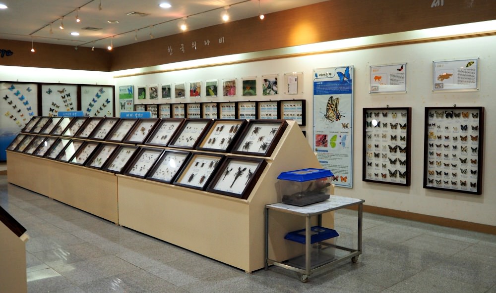 yeosu-insects-museum