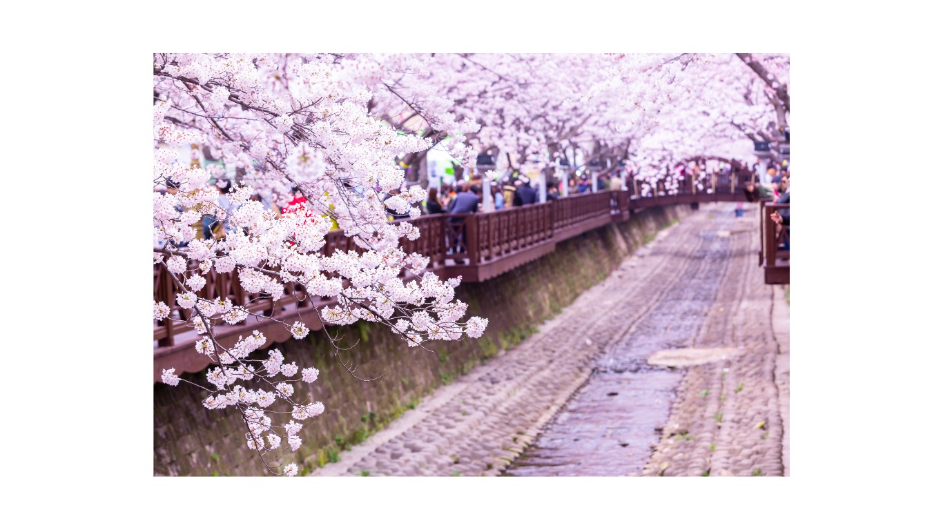 bulgwang-stream-cherry-blossoms-2024
