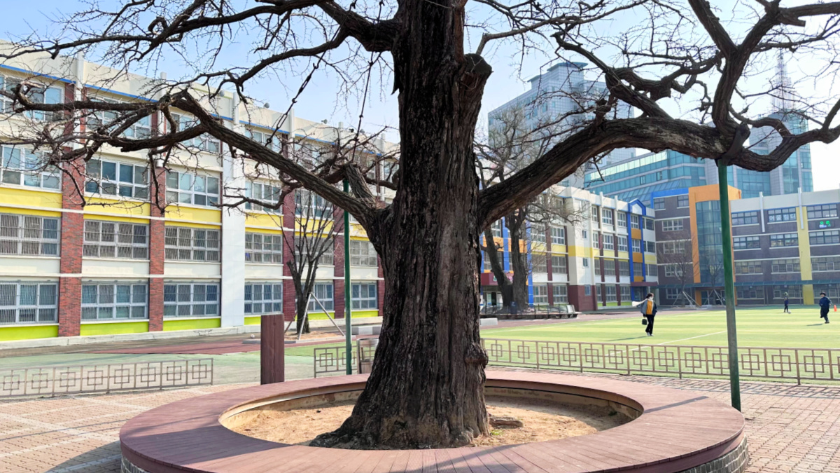 bupyeong-dohobu-old-tree
