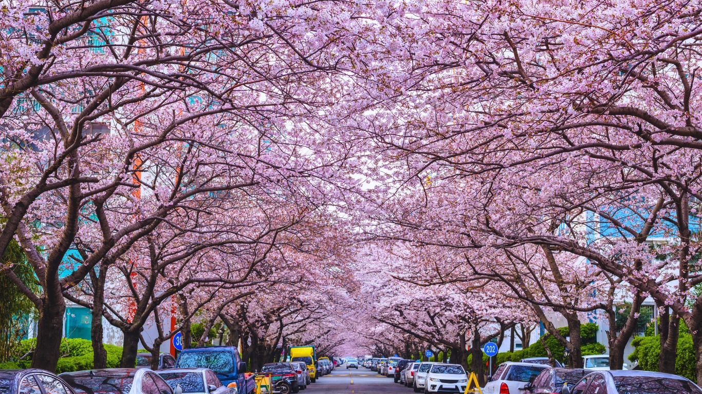 Busan Cherry Blossoms and Flower Festivals. The city of Busan is renowned for its beautiful cherry blossoms and other flower festivals during springtime.