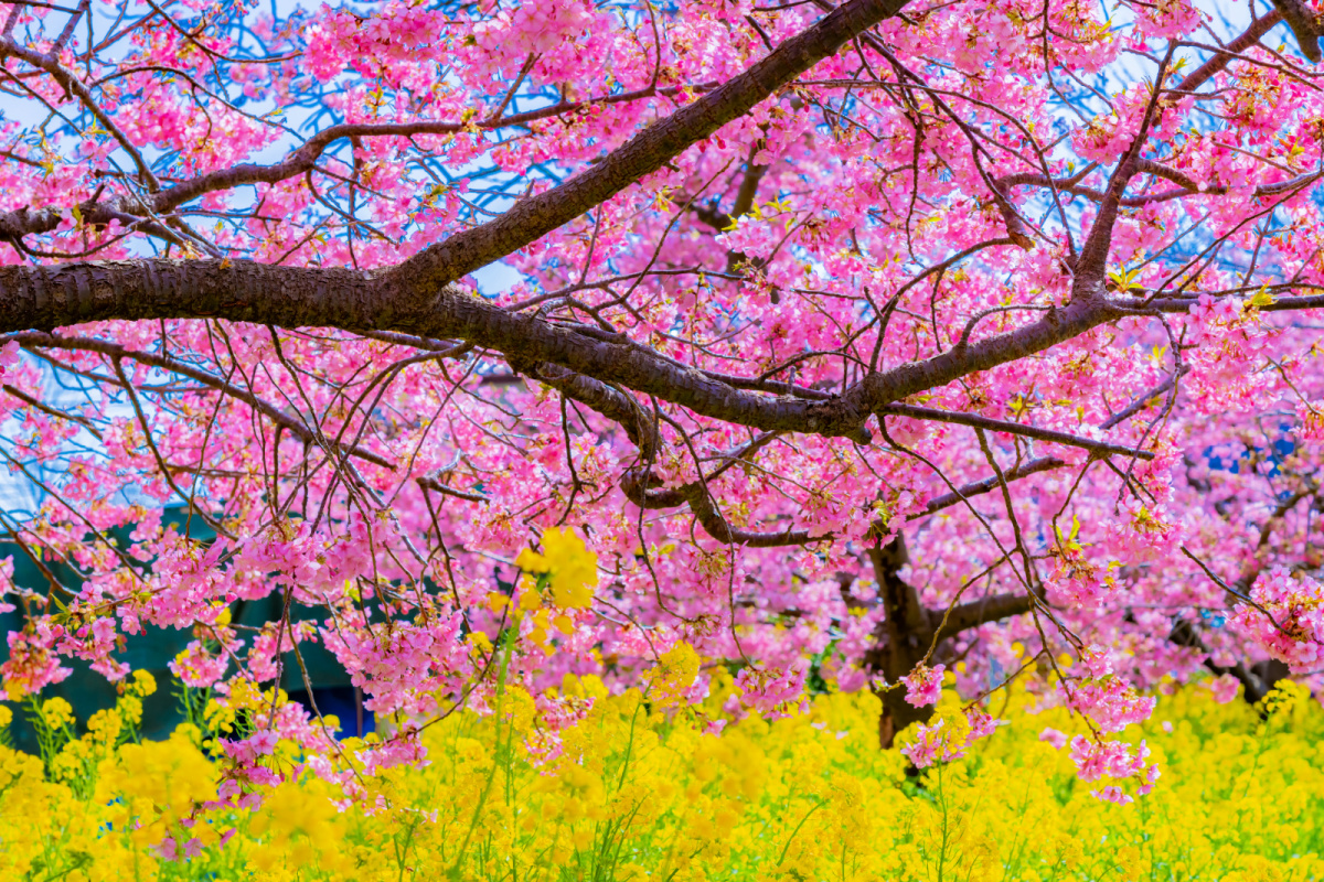 cherry-blossoms-yellow-flowers