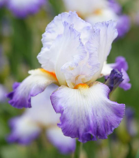 seoul-iris-garden