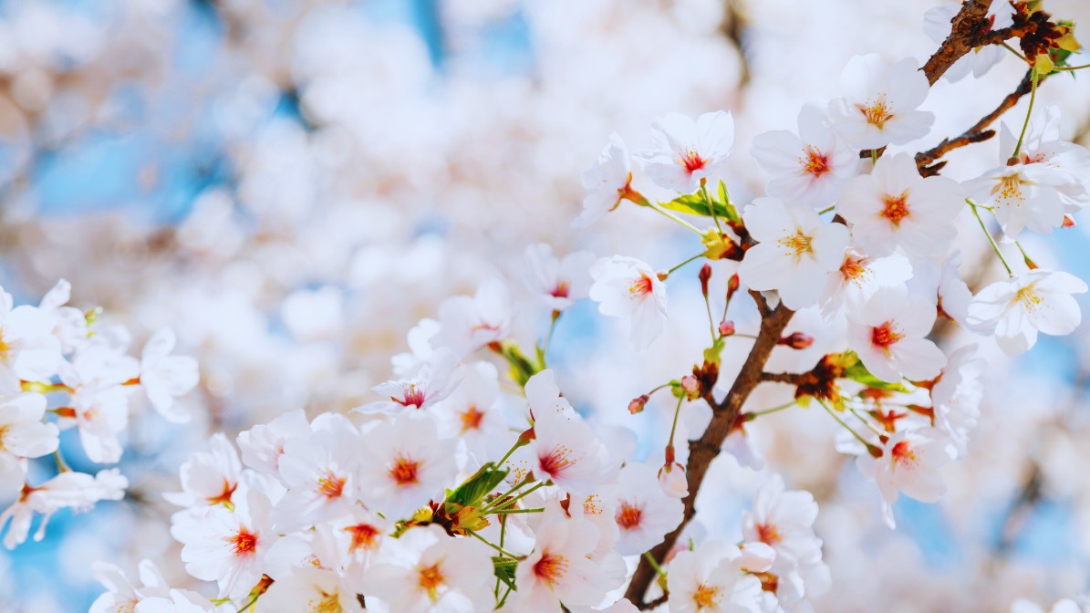 eungbongsan-cherry-blossoms-flowers