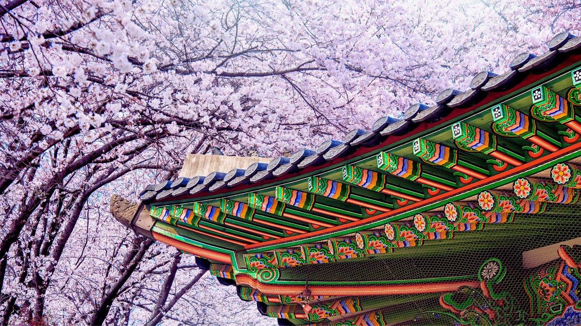 gyeongbokgung-cherry-blossoms-tree-flowers-roof
