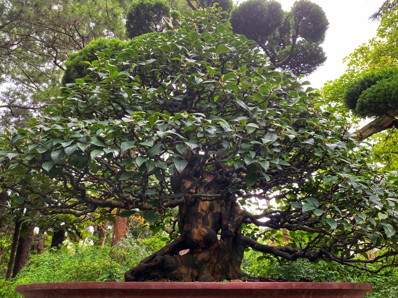 hallim-park-bonsai