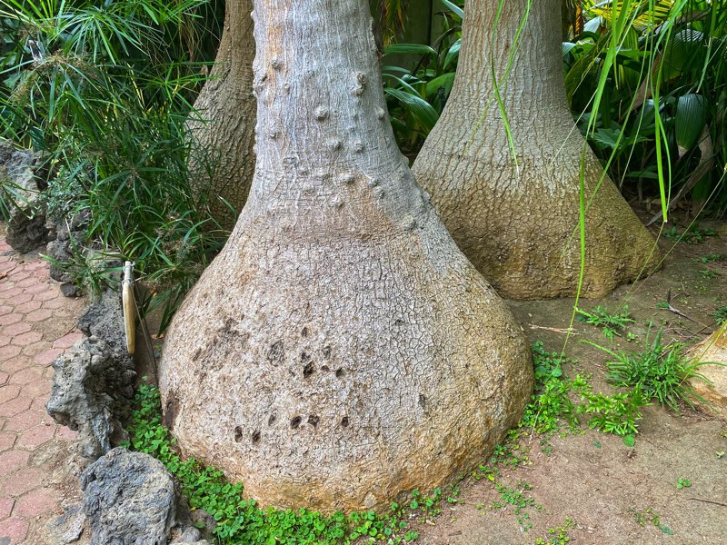 elephant-foot-tree