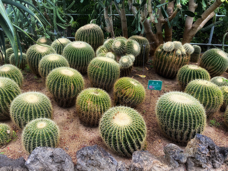 hallim-park-cactus