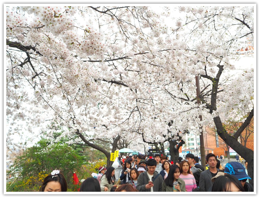 Han River Cherry Blossom Festival page introduces you to one of South Korea's exciting and lively spring festivals. You can eat, sing, and even join at events.