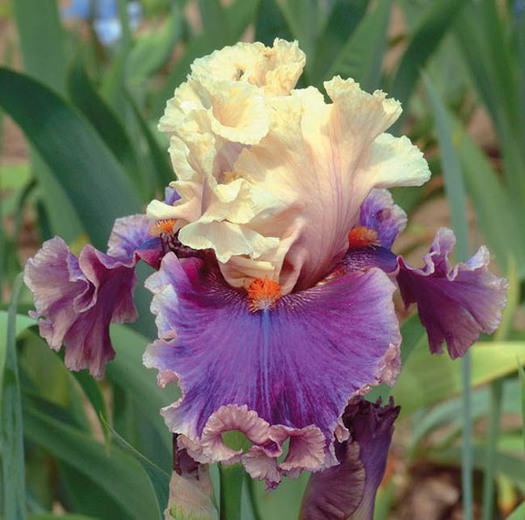 seoul-iris-garden
