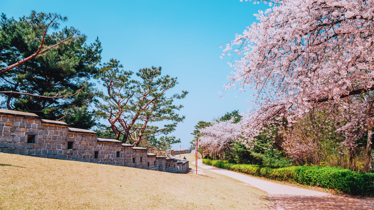 hwaseong-fortress-suwon-walls-cherry-blossoms
