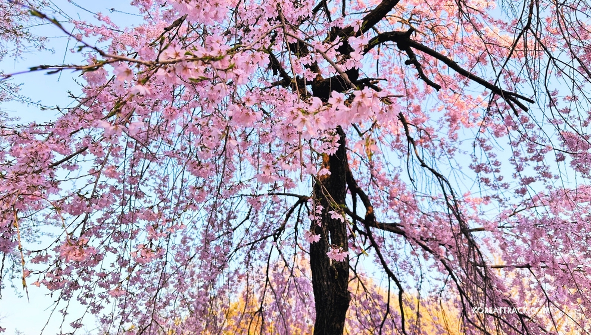 incheon-grand-park-cherry-blossom-closeup-3-view