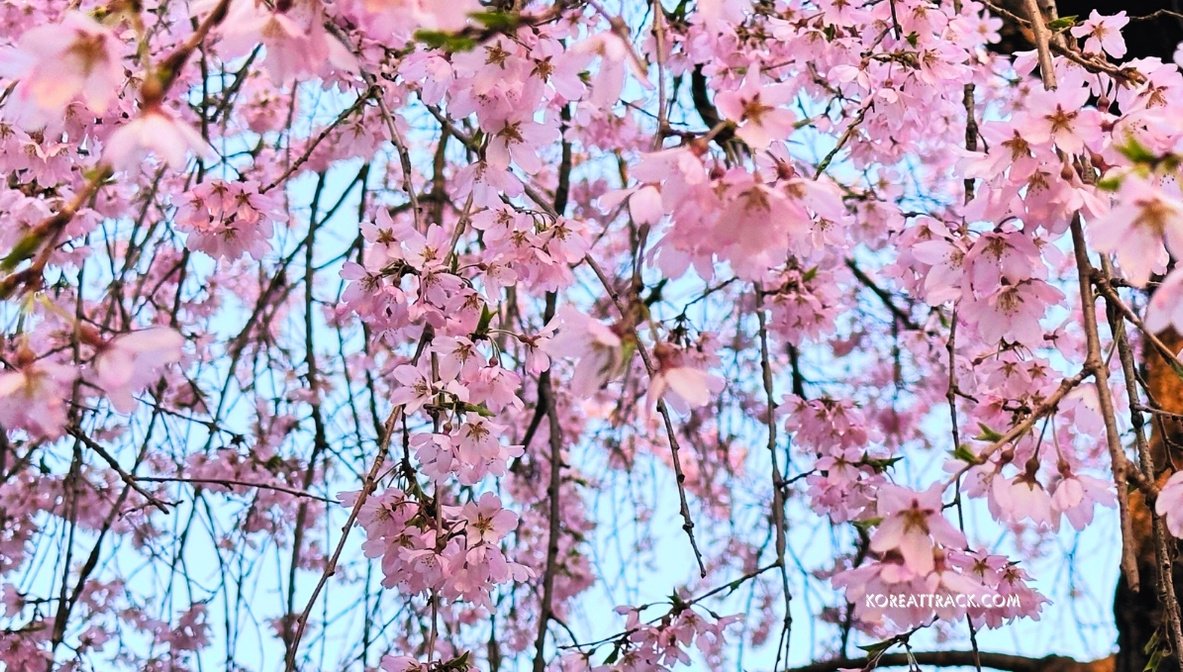 incheon-grand-park-cherry-blossom-closeup-4