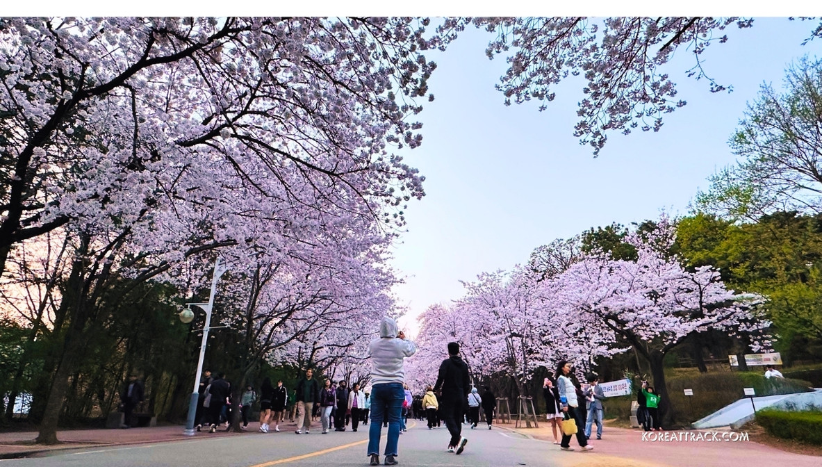 incheon-grand-park-cherry-blossom-pinkish-flowers-view