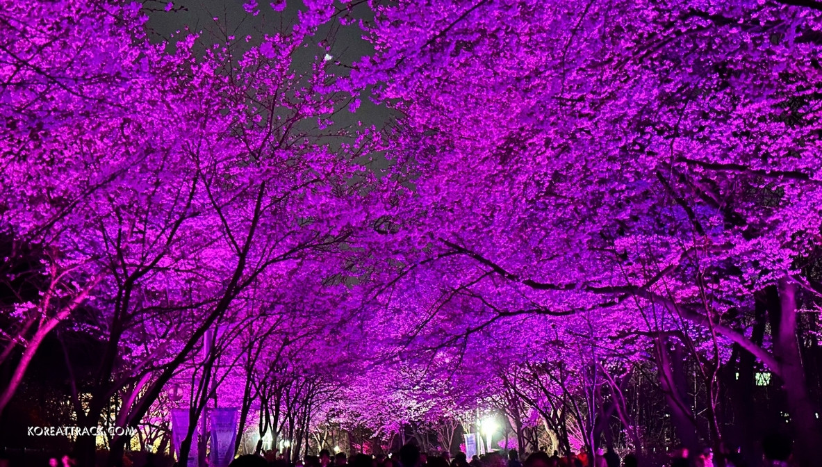 incheon-grand-park-cherry-blossom-reddish-flower-view