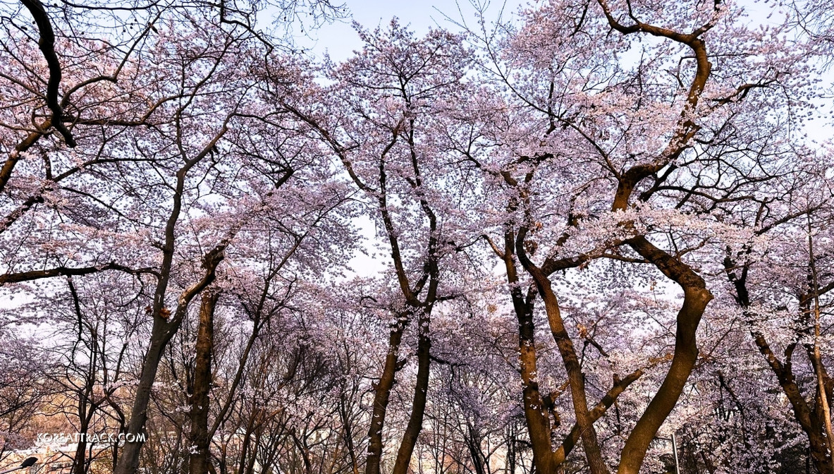 jayu-freedom-park-incheon-cherry-blossom-trees