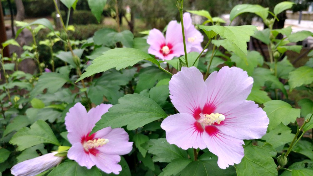 pink-mugunghwa-flower