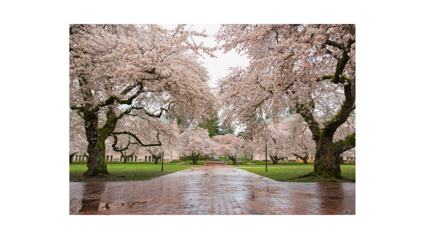 park-cherry-blossom-2024