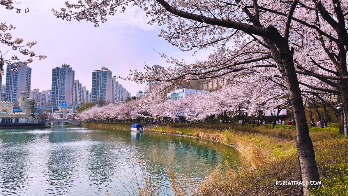 seokcheon-lake-cherry-blossom-2024-1-view