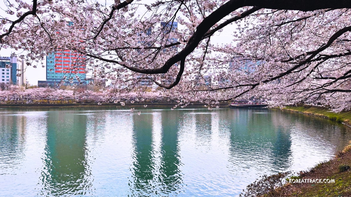 seokcheon-lake-cherry-blossom-2024-2-view