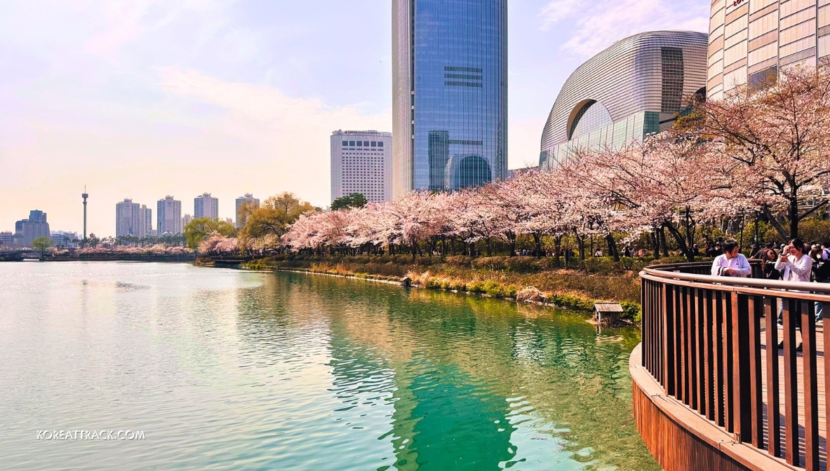 Seokchon Lake Cherry Blossom Festival And Attractions. Along the lakes, you will be greeted by an awesome sight of over 1000 cherry blossom trees in full bloom.