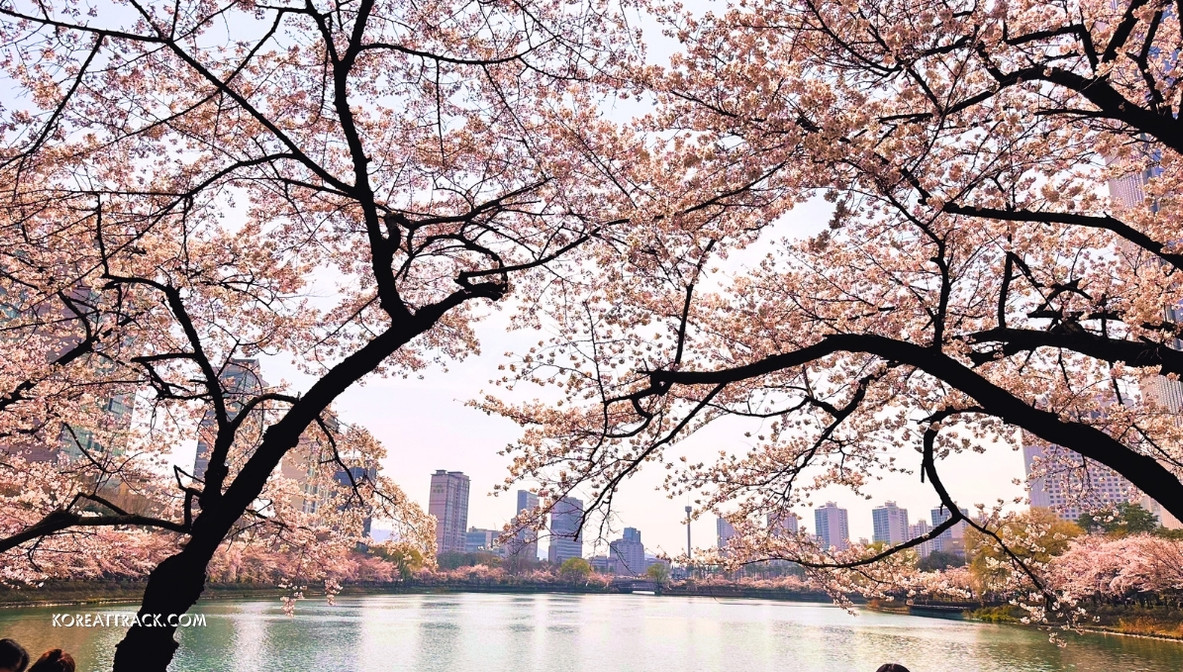 seokchon-lake-cherry-blossom-chroma-2024-4