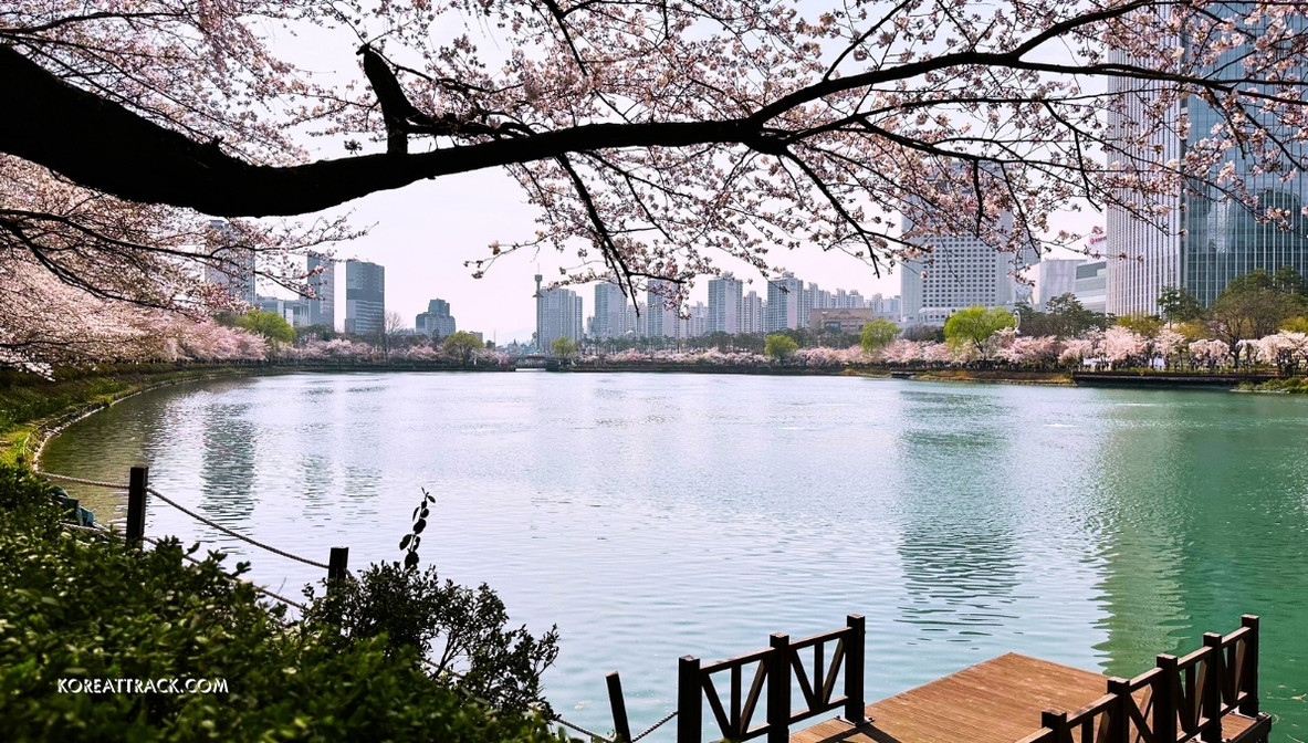 seokchon-lake-cherry-blossom-full-view-2024-6