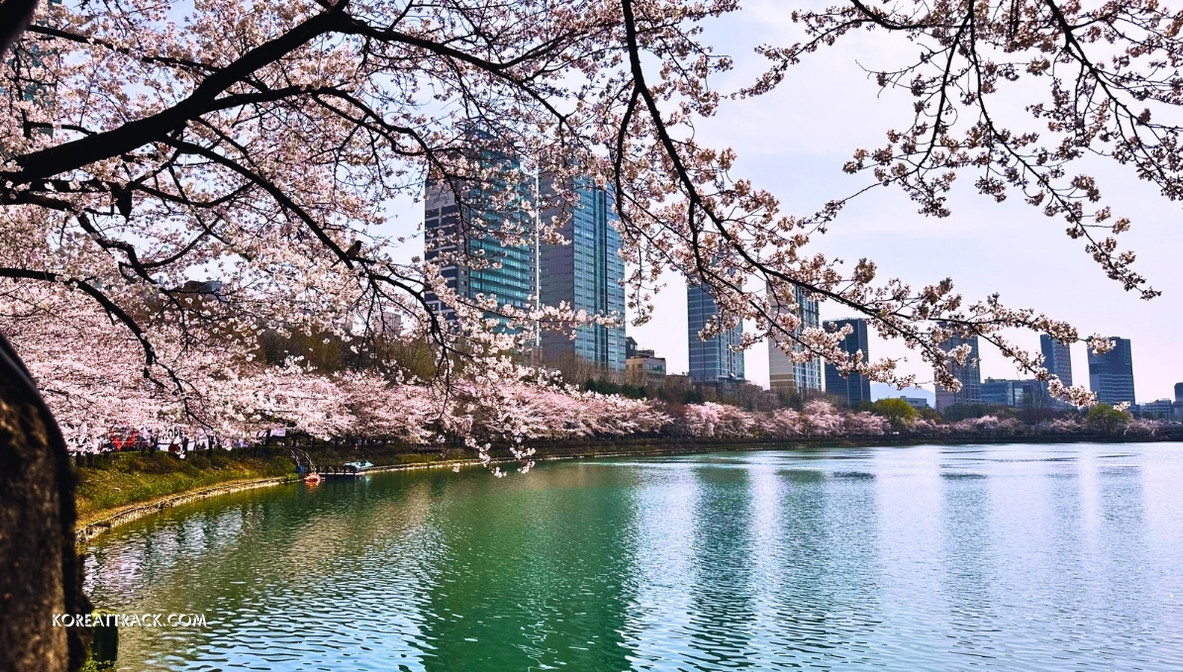 seokchon-lake-cherry-blossom-side-view-2024-2
