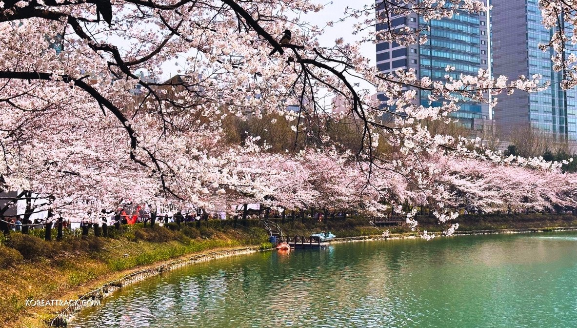seokchon-lake-cherry-blossom-side-view-2024-3