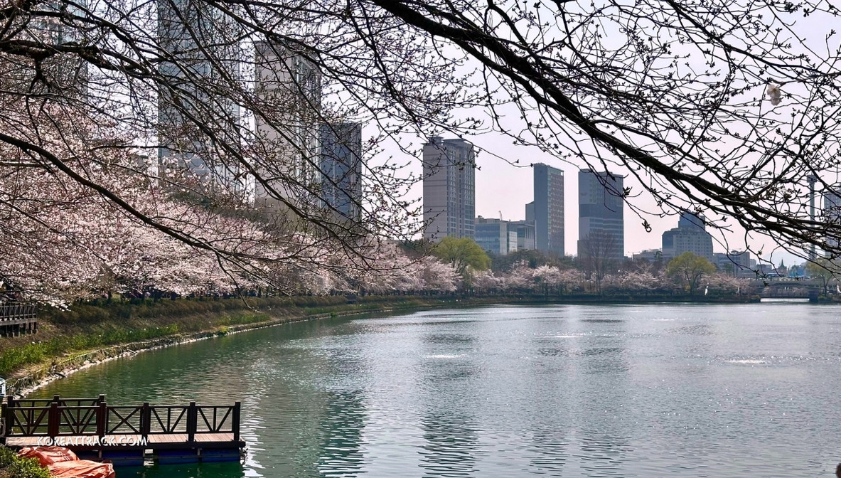 seokchon-lake-cherry-blossom-sideview-2024-5