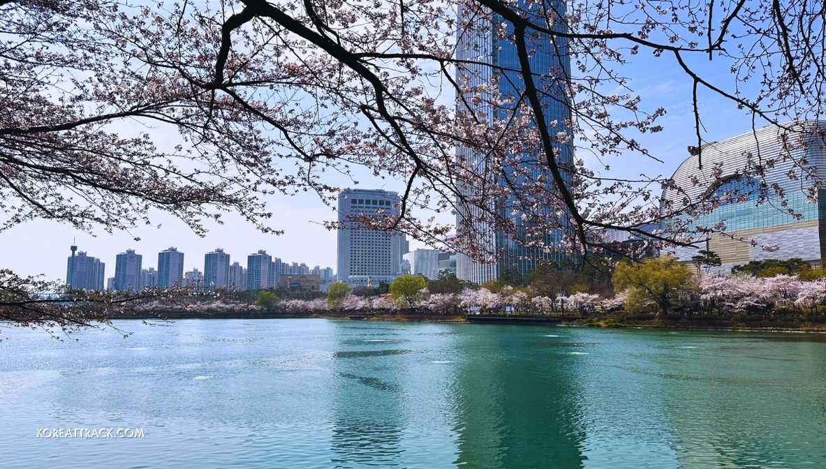 seokchon-lake-cherry-blossom-tower-view-2024-7