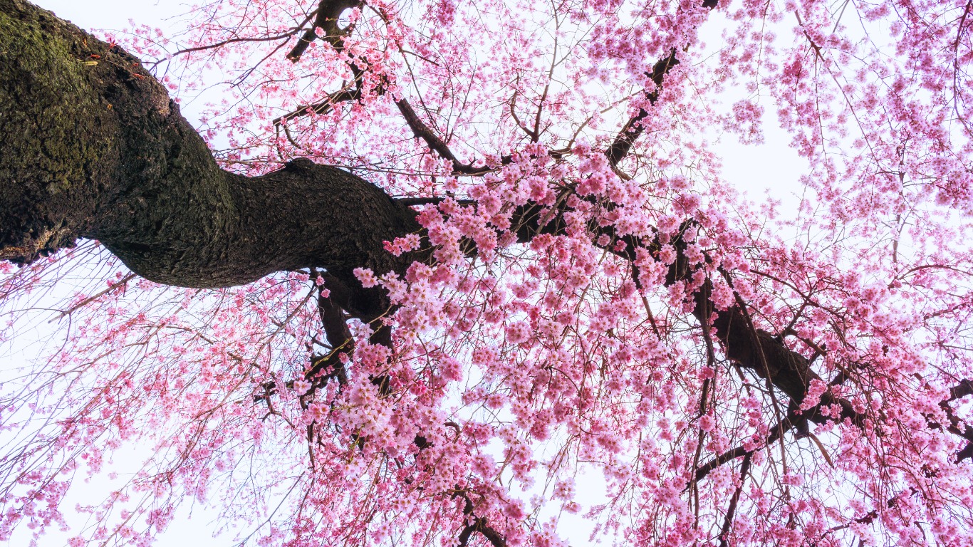 seoul-cherry-blossoms-2024