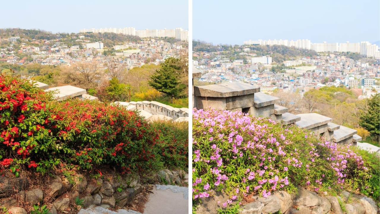 seoul-city-wall-hiking-path-flowers