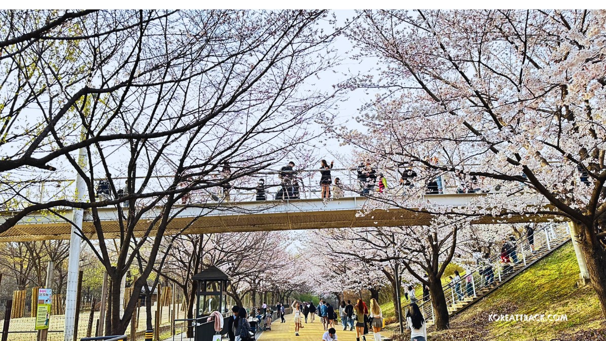 seoul-forest-park-cherry-blossoms-flowers-bridge-view
