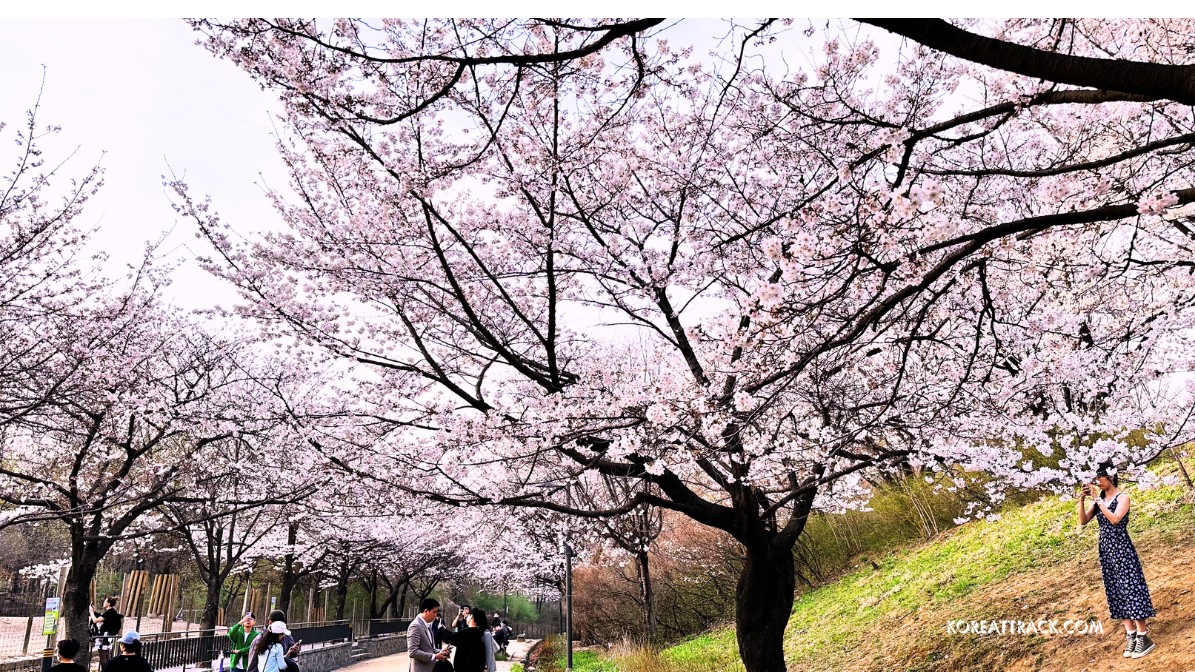 seoul-forest-park-cherry-blossoms-flowers-selfie-view