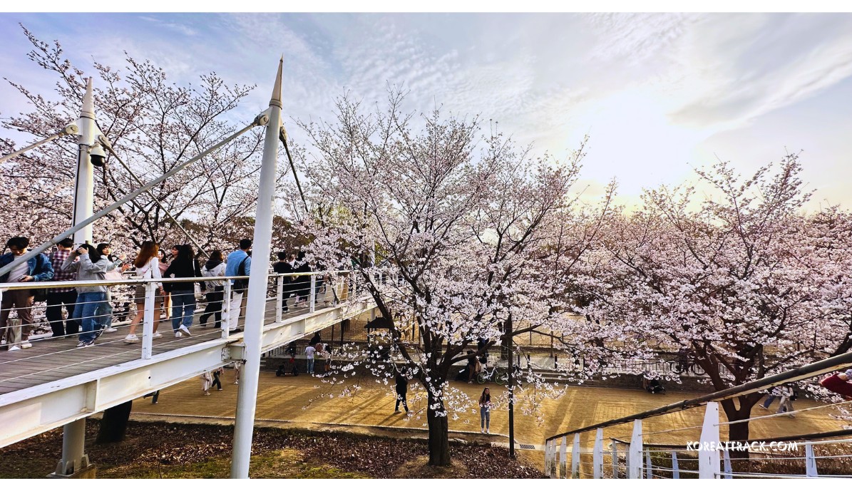 seoul-forest-park-cherry-blossoms-overhead-bridge