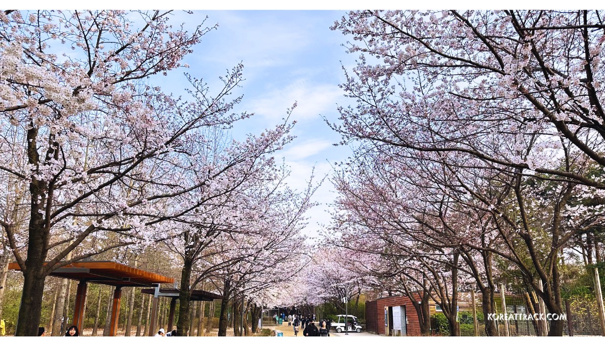 seoul-forest-park-cherry-blossoms-sheds-seats