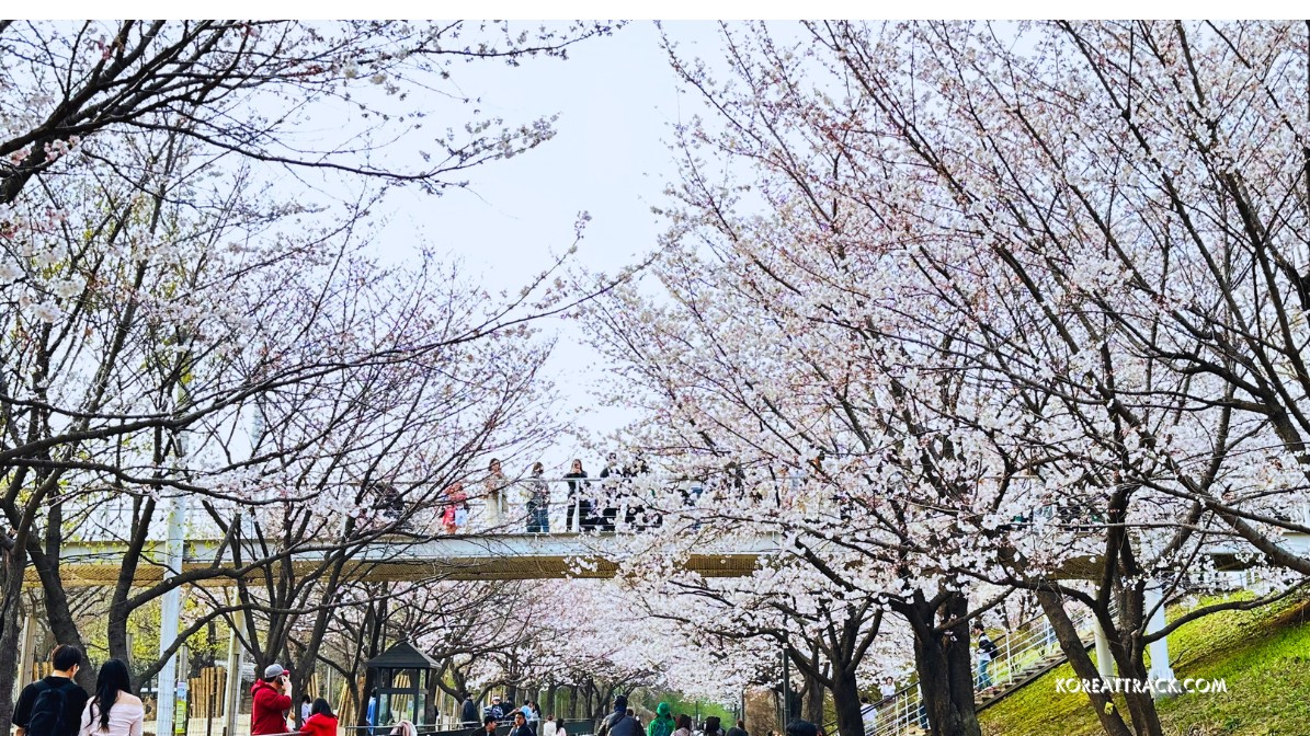 seoul-forest-park-cherry-blossoms-trees-fresco