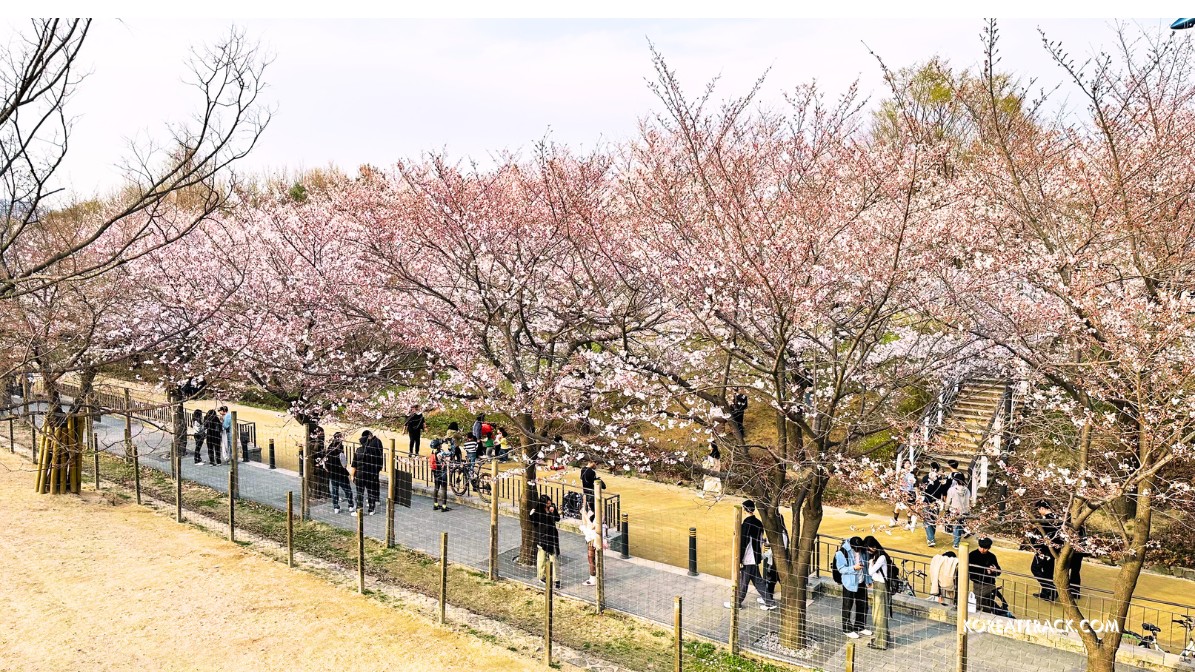 Cherry Blossoms in Seoul Forest Park is renowned for its beautiful flowers in spring, drawing millions of visitors yearly to witness the stunning pinkish flowers. 