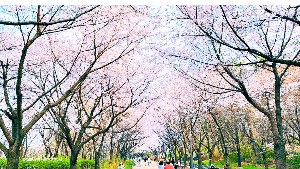 seoul-forest-park-cherry-blossoms-trees-view
