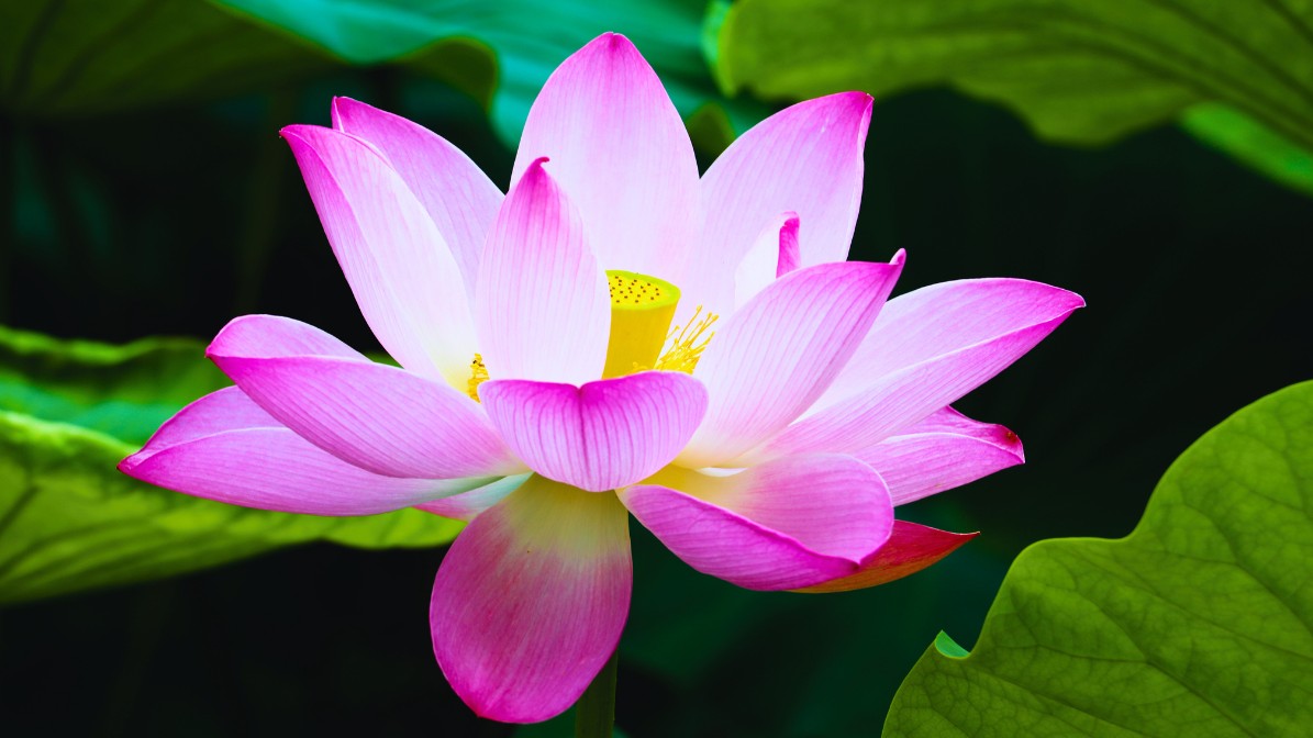 seoul-lotus-flower-pink