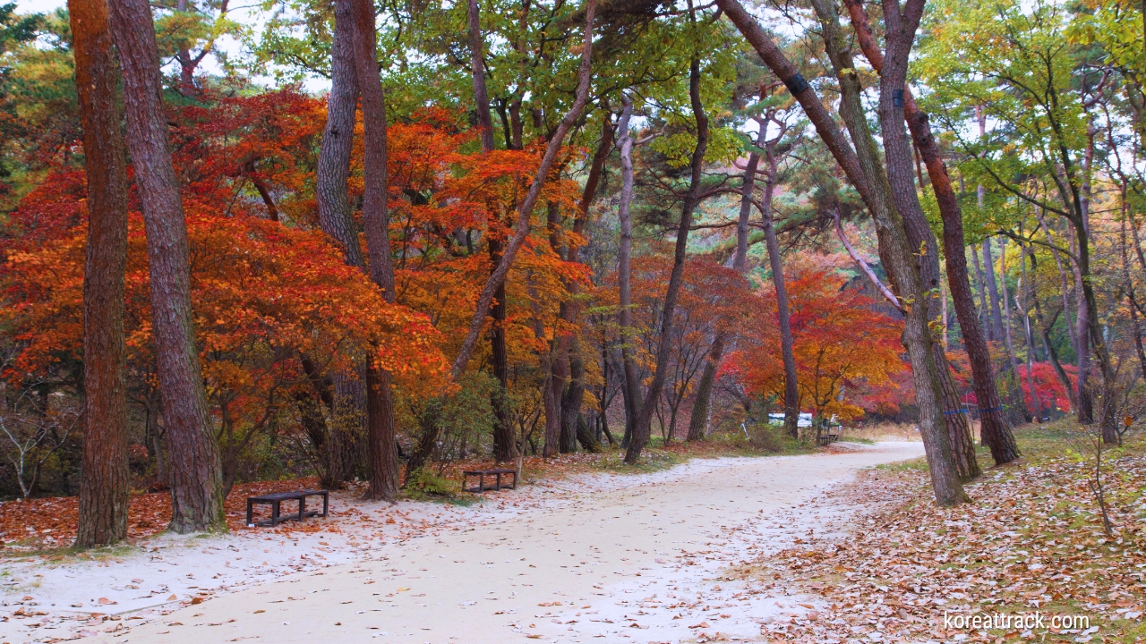 yeongneung-king-sejong-royal-tomb-trees-autumn-leaves-view